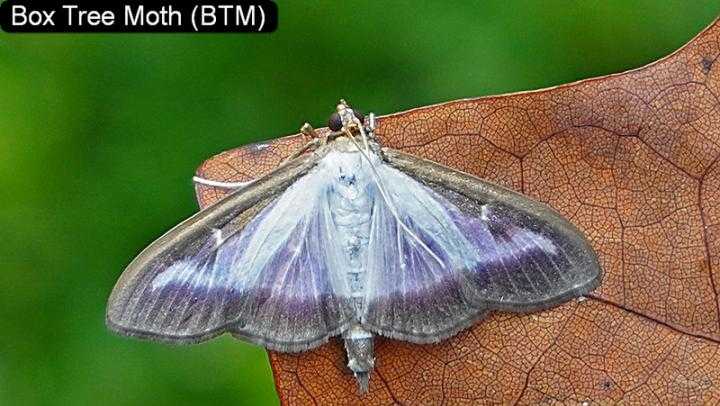 Box Tree Moth quarantine issued for southwest Ohio - Vimarsana News