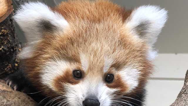 Adorable Red Panda Cub To Make Zoo Debut This Weekend