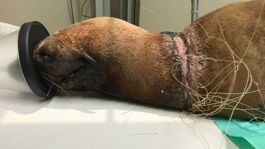 marine mammal center seeing severe entanglements 2020 calendar june