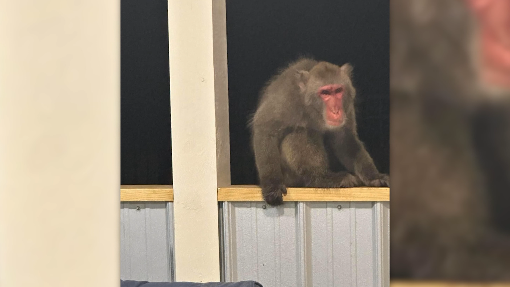 South Carolina: Monkey on the run several days is captured - Vimarsana News