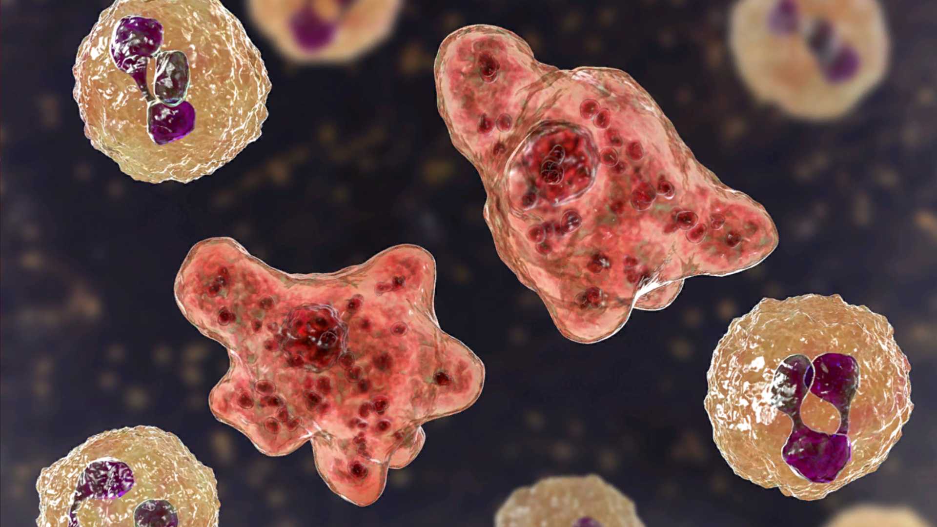 What Is Naegleria Fowleri, The Rare Brain-eating Amoeba?