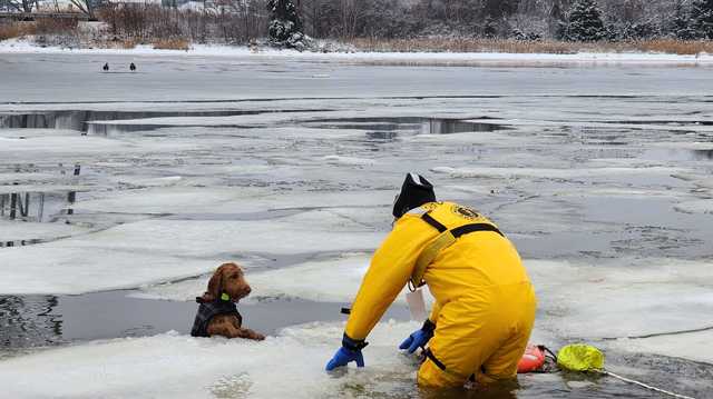Braintree firefighters rescue dog that fell through thin ice - Vimarsana News