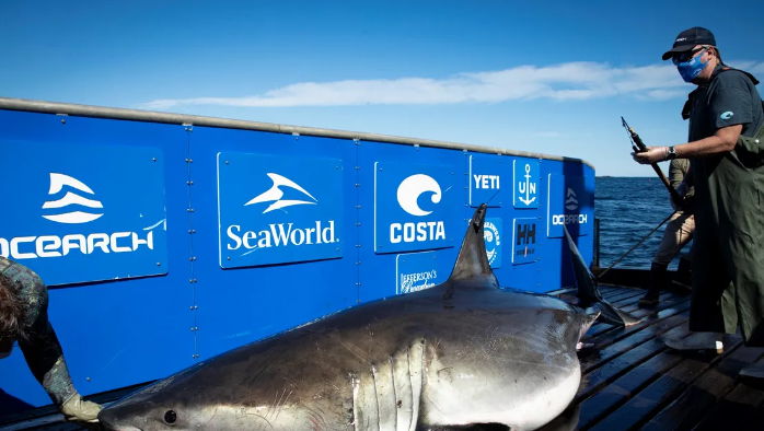 South Carolina: 1,400-lb. great white shark pings off the coast