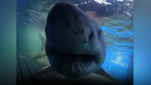 North Carolina: Massive 1,437 pound great white shark pings near Outer Banks - Vimarsana News