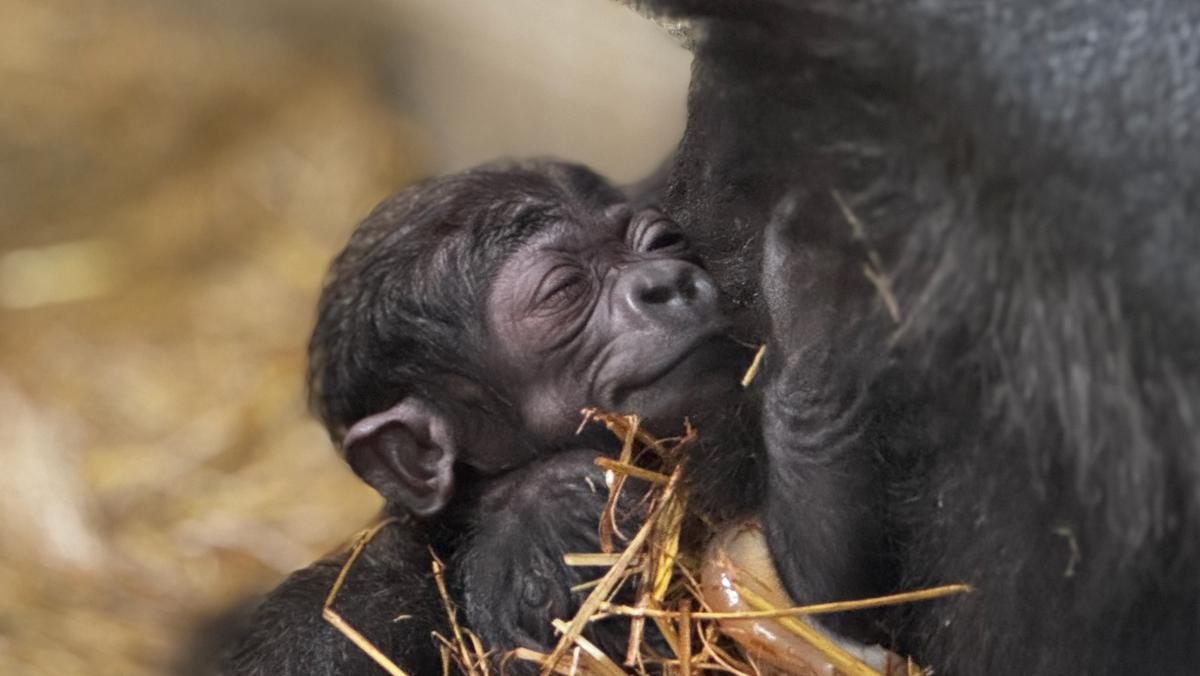 Gorilla at Cincinnati Zoo who underwent breakthrough medical remedy welcomes first child Gorilla at Cincinnati Zoo who underwent breakthrough medical remedy welcomes first child