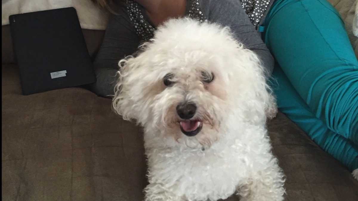 'He was bait': Family heartbroken after dog mauled to death at PetSmart