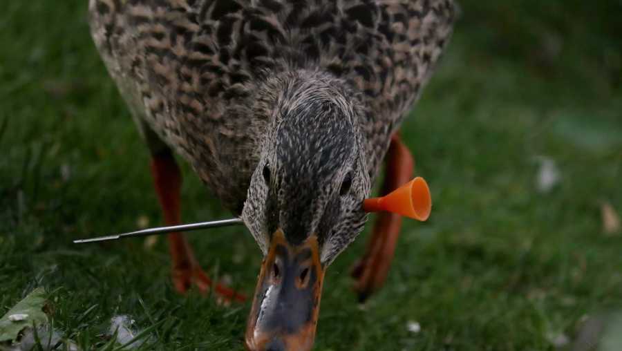 GOOSE GOOSE DUCK: QUEBRARAM O RECORDE DE MAIOR BURRICE