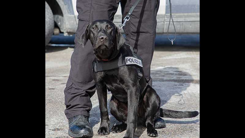 Meet Brockton Police S Newest K 9 Woody