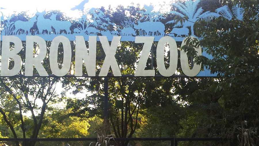 file photo shows an entrance to the Bronx Zoo in New York. A tiger at the zoo has tested positive for the new coronavirus. It's believed to be the first infection in an animal in the U.S. and the first known in a tiger anywhere, the U.S. Department of Agriculture said Sunday, April 5, 2020. The zoo says all the animals are expected to recover. 