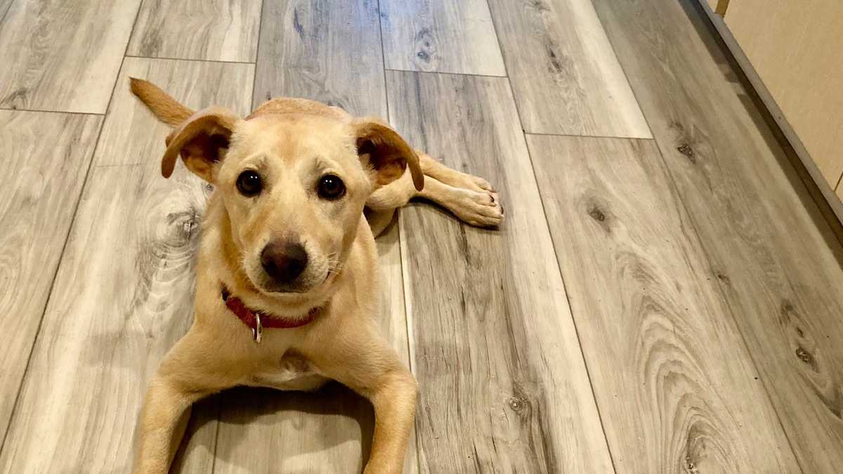 Dog rescued from a dumpster in Puerto Rico waiting for forever home in Florida