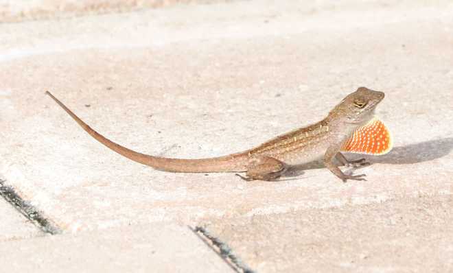 On of about 4,200,000,000 Brown Anole Lizards that can be found across the state of Florida, according to the Florida Fish &amp; Wildlife Commission (FWC).