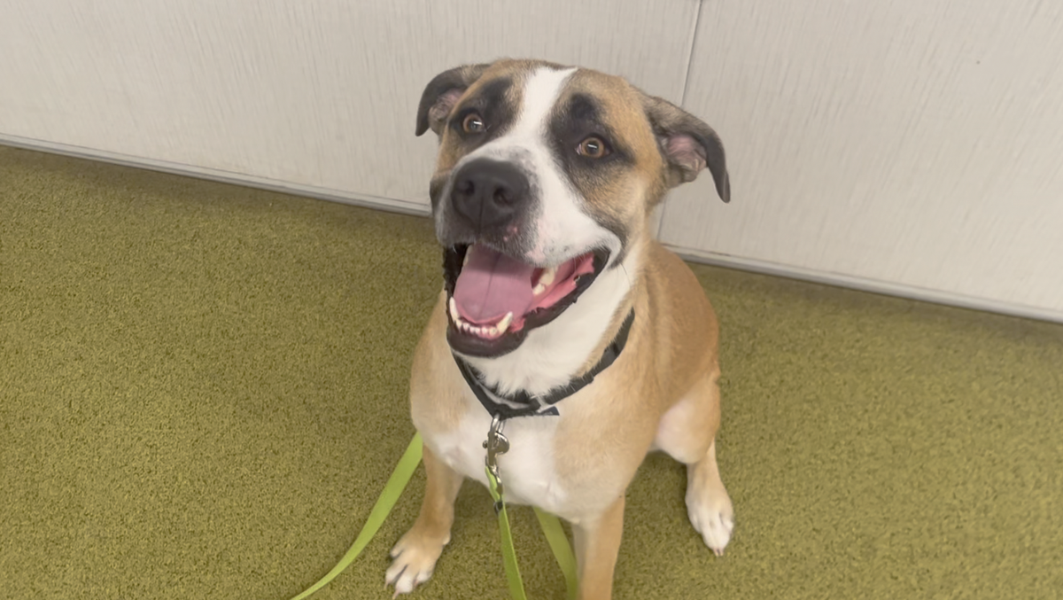 Is anything sweeter than a Brownie? Meet the Nebraska Humane Society's pet of the week