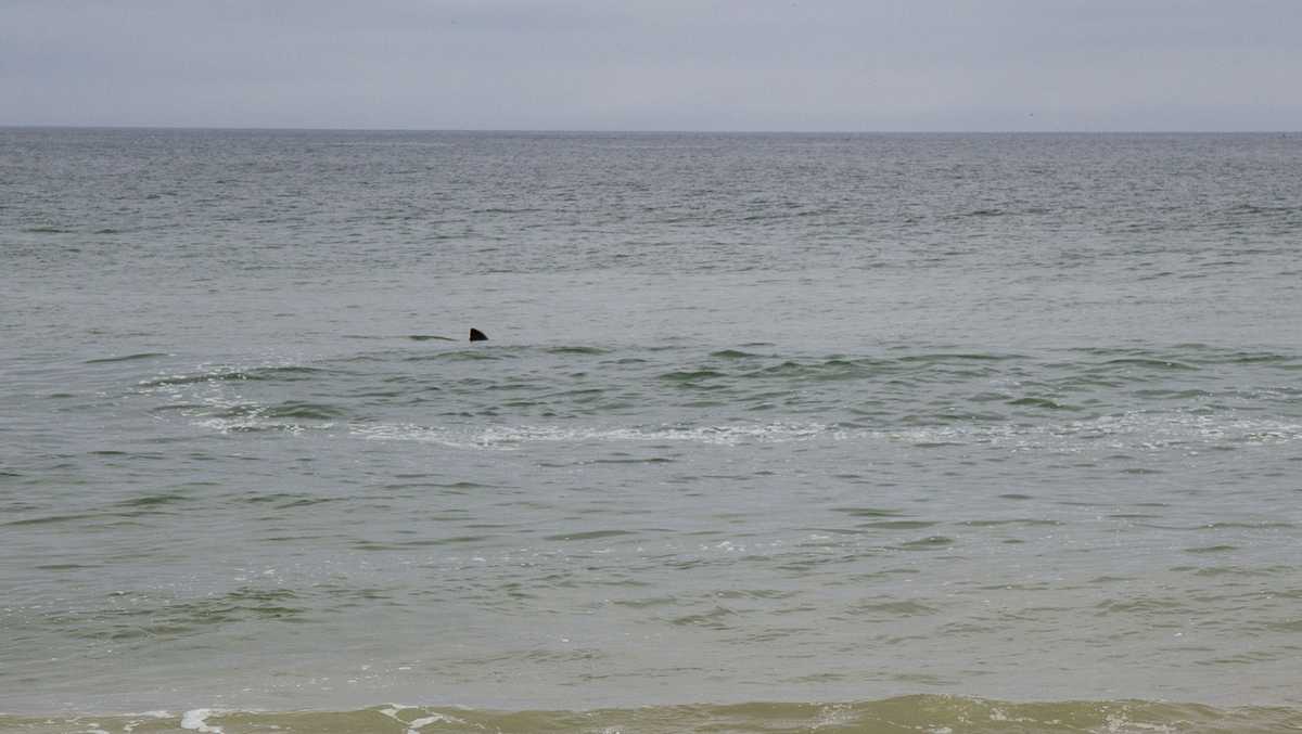 Numerous shark sightings disrupt swimming on outer Cape beaches