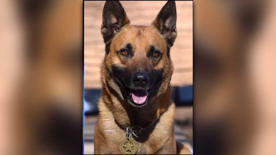 Citrus Heights Police mourn death of former K9 officer Bruno