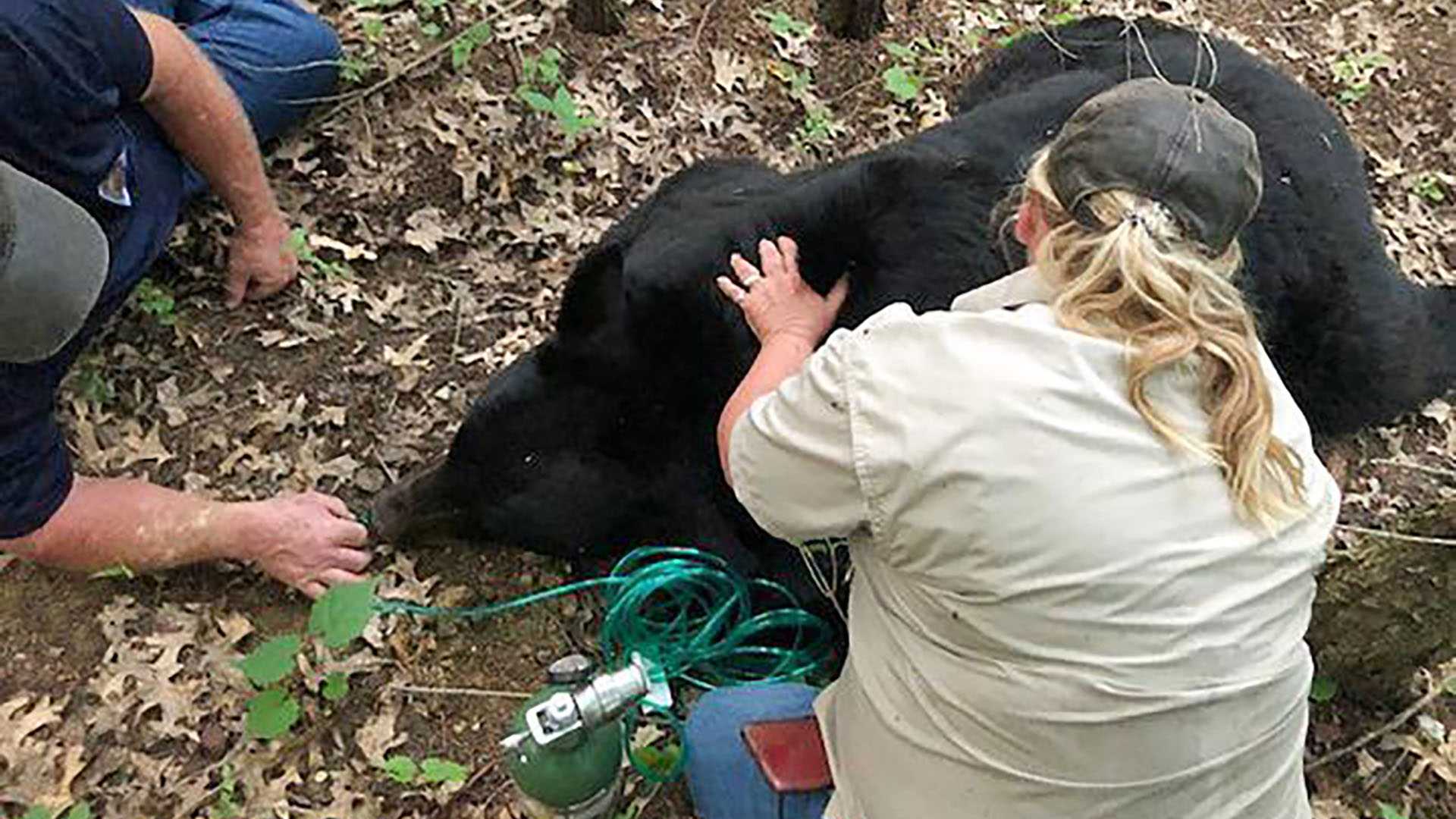 BRUNO THE BEAR: Bear That Rambled Over Several US States — Including ...