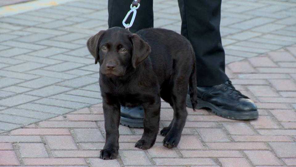 Towson University new comfort dog, Bruno