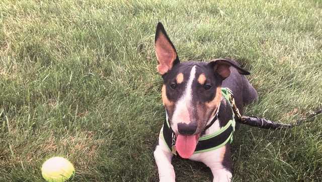 Mass. man accused of fatally stabbing dog after trying to drug it - Vimarsana News