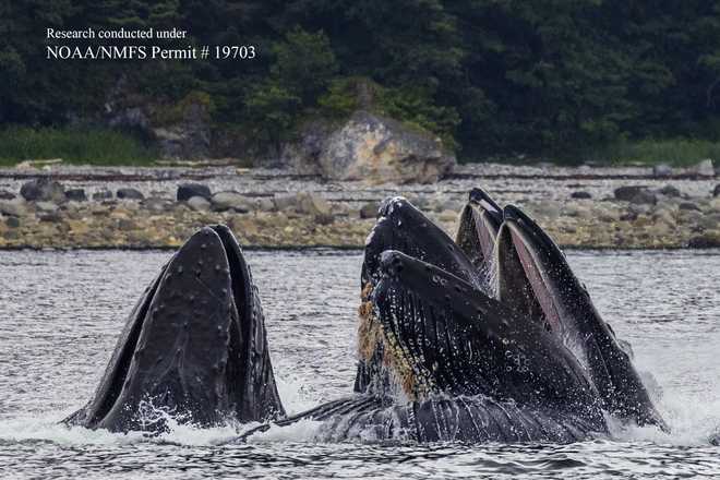 UC Davis professor cites leap forward 20-minute ‘dialog’ with humpback whale