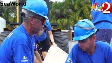 'Buckeye' the orphaned manatee rescued by SeaWorld Orlando team