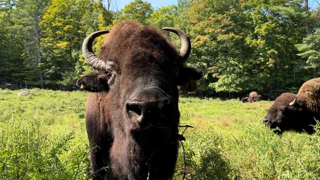 NH Chronicle: Where the Buffalo Roam