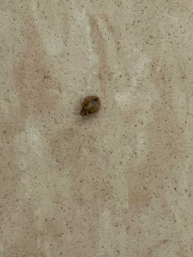 Bugs infesting West Las Vegas school