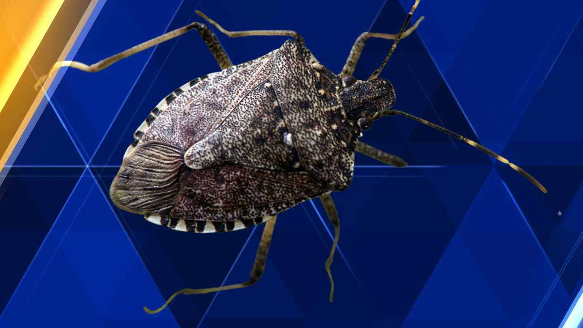 Maine biologists ask for reports of invasive stink bug