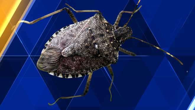 Maine biologists ask for reports of invasive stink bug