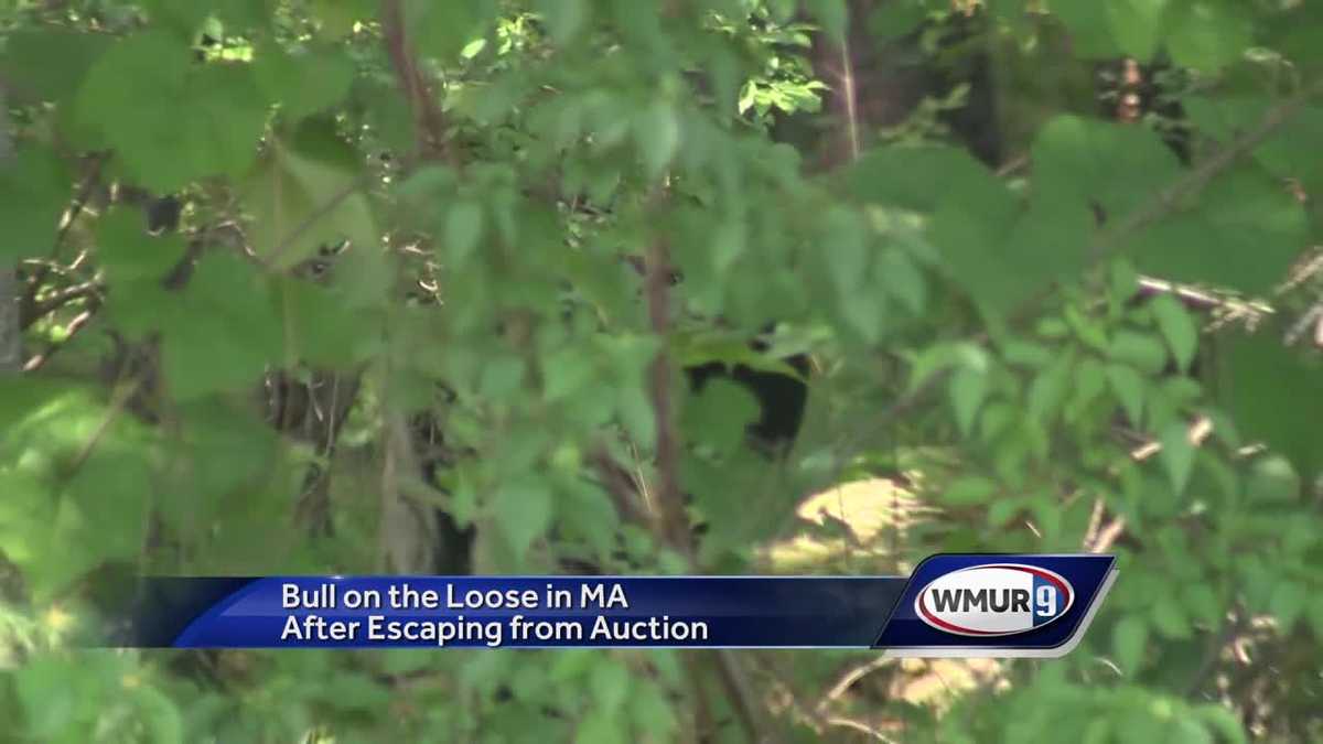 1,200pound bull on the loose in Massachusetts