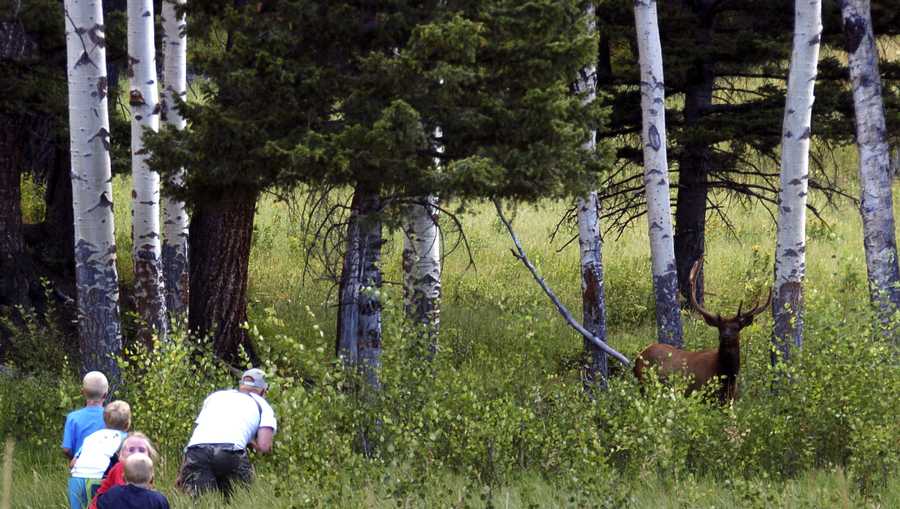 Yellowstone National Park tourist John Gleason moves in on a large bull elk as two of his children and two children of friends follow the Walla Walla, Washington, man.