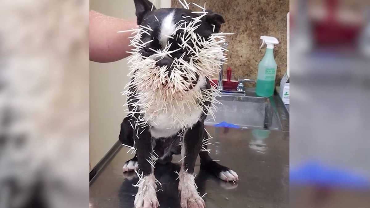 Dogs' faces filled with thousands of quills after encounter with porcupine