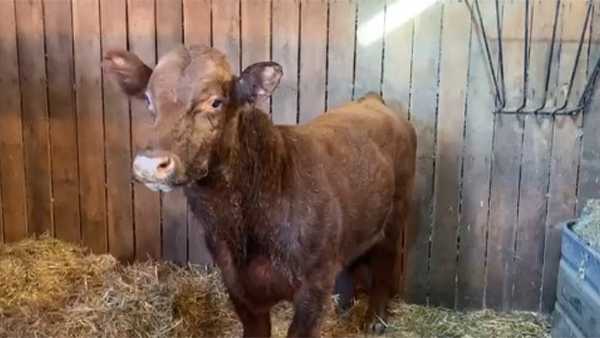 Wranglers finally recover Louisville's last roaming cow - Vimarsana News