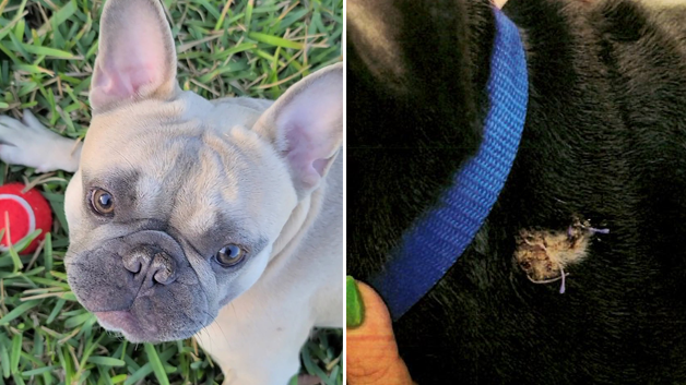 French bulldog's theft at gunpoint leads Orange County deputies to dog trafficking ring - Vimarsana News