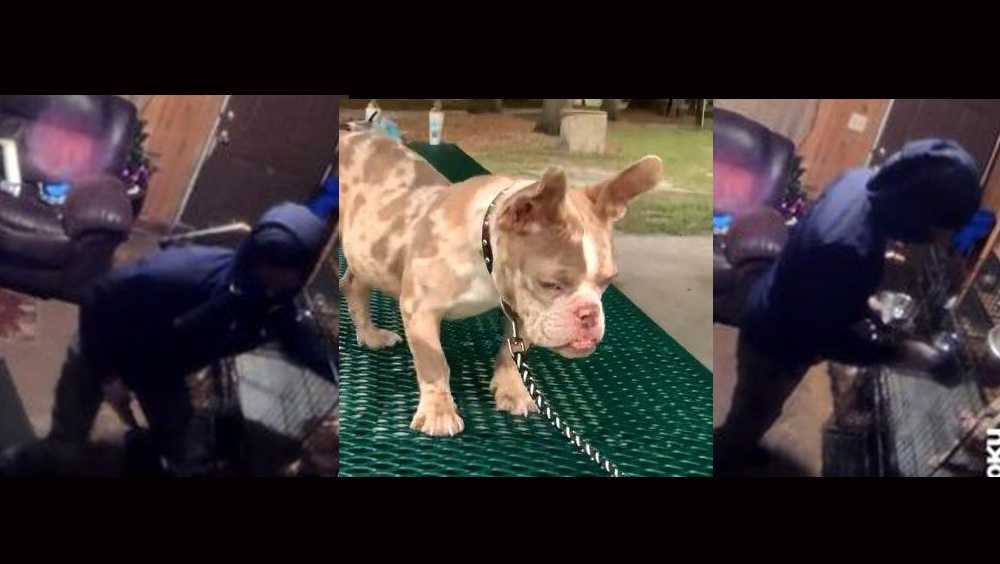 Suspect wanted after dog is stolen from inside South Carolina home, police say