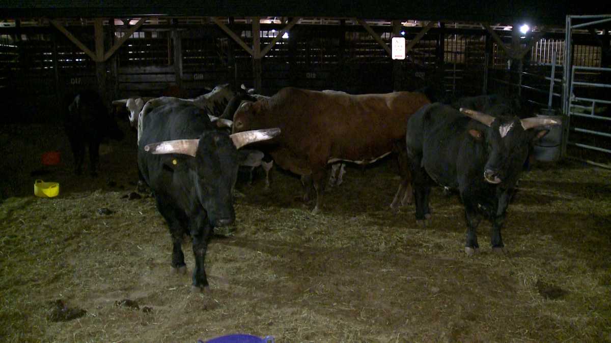 Louisville hosts North American Championship Rodeo