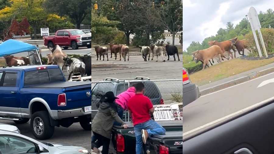 Lawmaker wants new Massachusetts rodeo laws after herd of bulls take