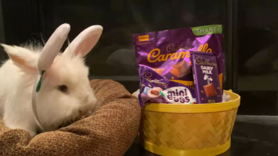 Ohio bunny named a finalist for next Cadbury bunny How to vote