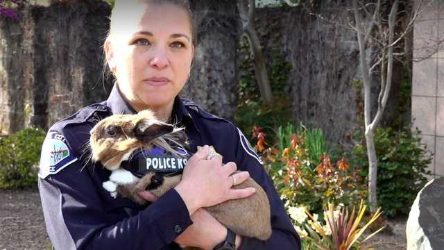 Meet Percy! He's a police department's emotional support bunny - Vimarsana News