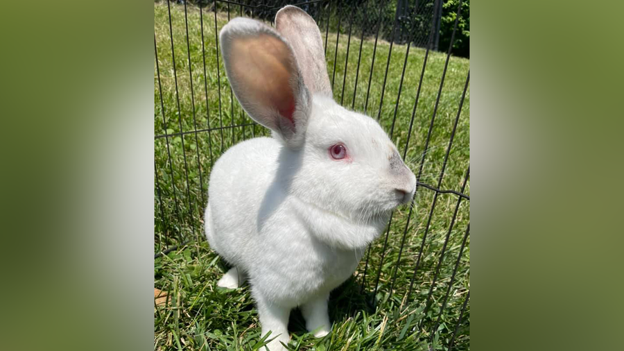 Bunny found in bin along road now up for adoption at Ohio shelter