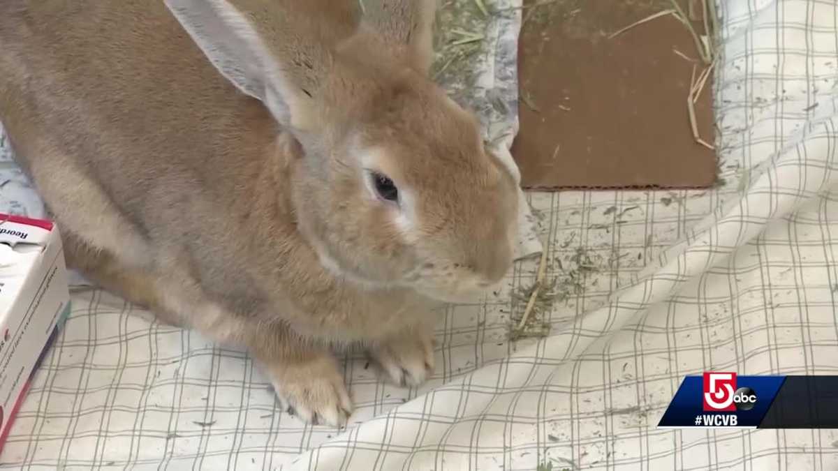 Tufts veterinarian students offer Massachusetts support hotline after