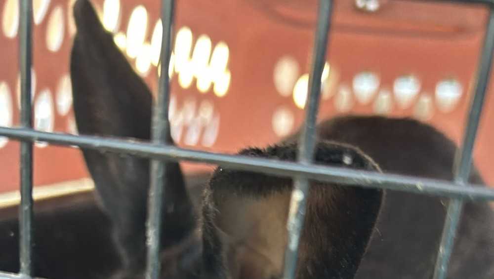 Humane Society working to capture, vaccinate 20 rabbits released near New Orleans car dealership