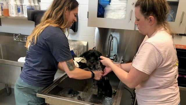 Burlington: Animal Services takes care of 9 abandoned dogs Burlington: Animal Services takes care of 9 abandoned dogs