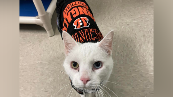 Animal shelter dresses up 10-year-old cat in Bengals gear