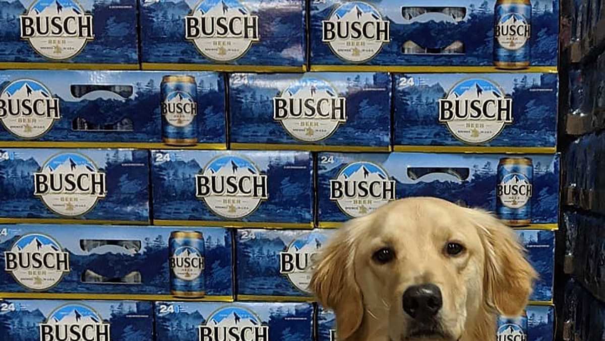 Busch giving 3 months' worth of beer to people who adopt or foster a dog during coronavirus crisis