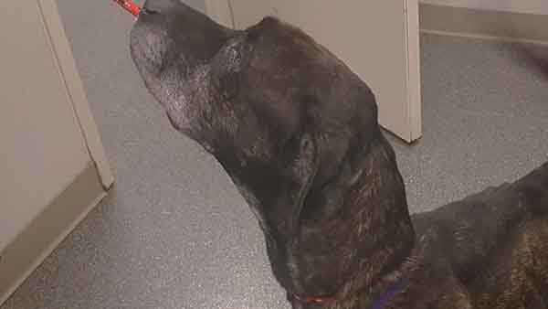 Butler County officials looking for owners of severely underweight dogs