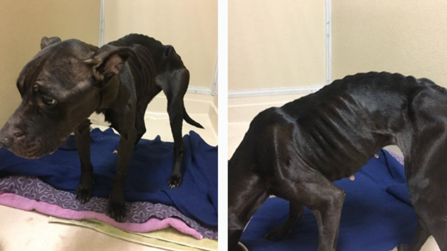 Owner charged after abandoned, emaciated dog found in Butler County