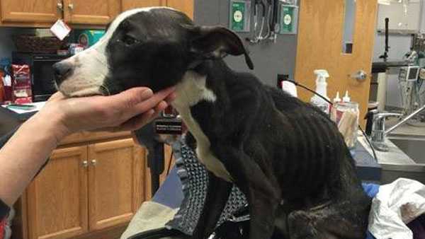 Sheriff: 2 face charges as dog found in ‘deplorable condition’