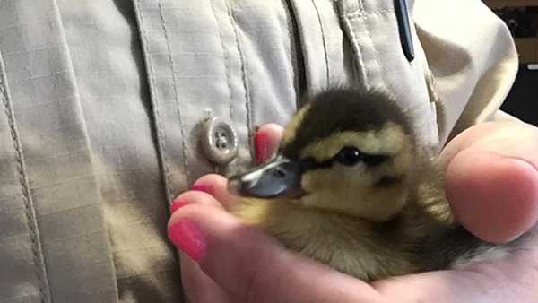 Smallest Duckling Rescued From Butler County Sewer Left Behind By Mom