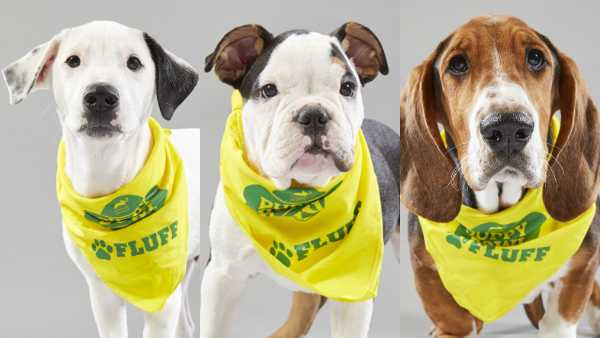 who won puppy bowl 2019