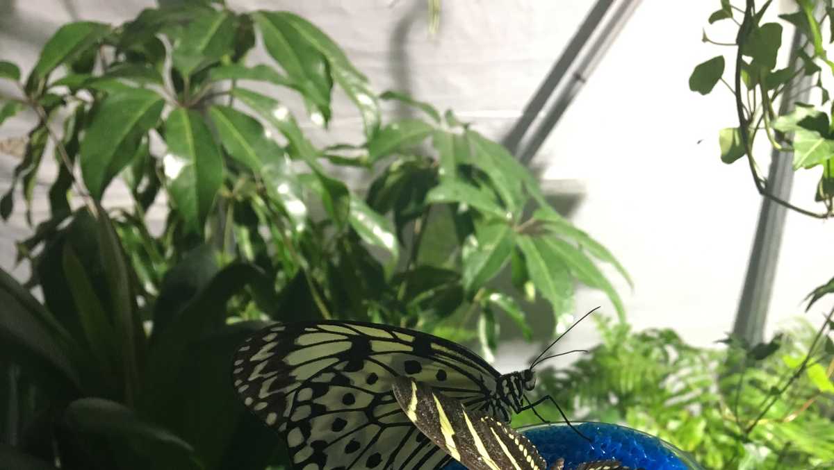 New butterfly exhibit opens at ECHO Leahy Center for Lake Champlain