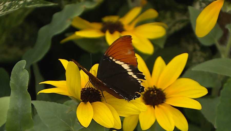 'Butterflies of the Meadow' opens at Krohn Conservatory